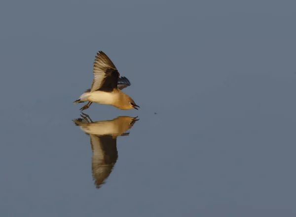 Magnifique Oiseau Volant Dessus Eau — Photo