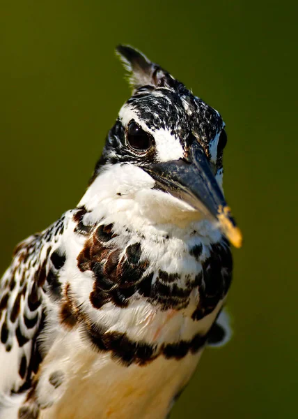 Stock image Pied Kingfisher (Ceryle rudis)