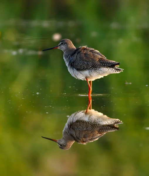 Spotted Red Shank Reflection Lake — Stock Photo, Image