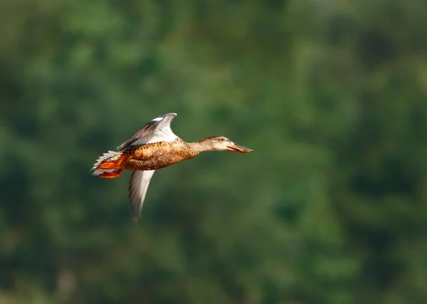 美丽的鸭子飞过湖面 — 图库照片