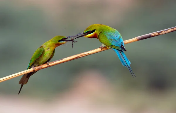 Fight Blue Tailed Bee Eaters — Stock Photo, Image
