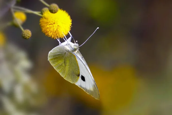 Mariposa Sentada Sobre Flor Amarilla — Foto de Stock