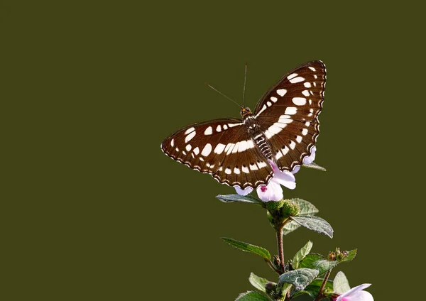 Красивий Метелик Зеленому Фоні — стокове фото