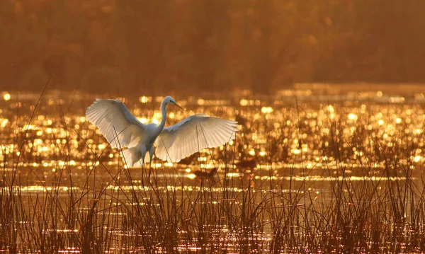 Μεγάλη Egret Στη Λίμνη Στο Ηλιοβασίλεμα — Φωτογραφία Αρχείου