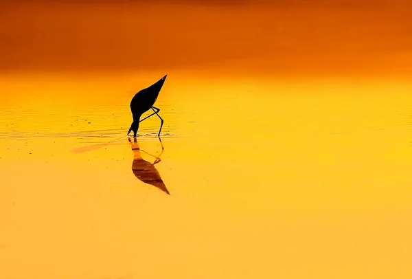 Silhouette Eines Vogels Bei Sonnenuntergang — Stockfoto