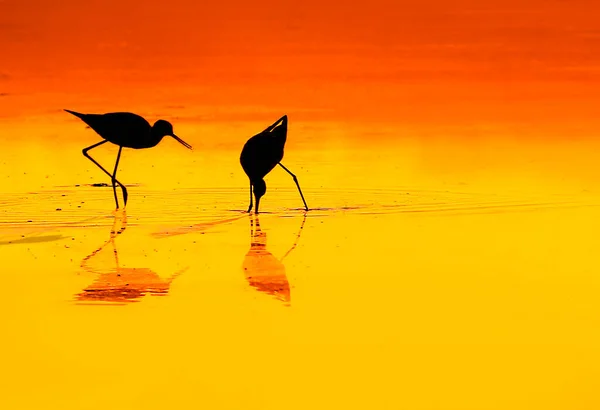Silhouetten Eines Vogels Bei Sonnenuntergang — Stockfoto