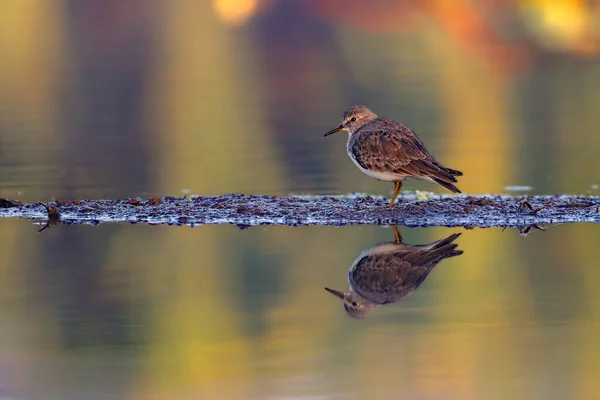 Vacker Fågel Sjön Närbild — Stockfoto