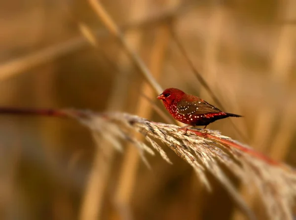Red Avadavat Red Munia Strawberry Finch Bird — Stock Photo, Image