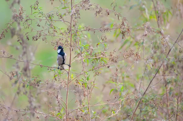 Beautiful Bird Cinereous Tit Forest — Fotografia de Stock