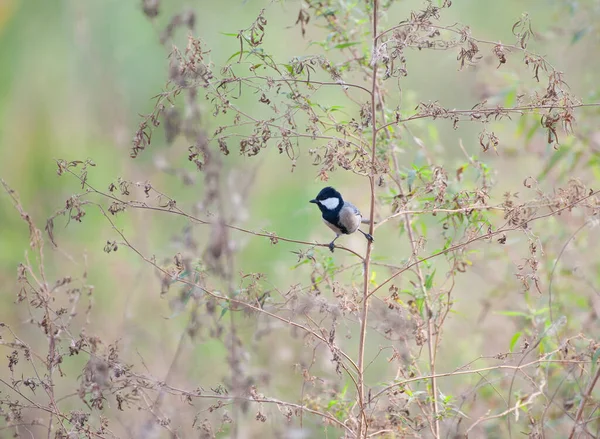 Beautiful Bird Cinereous Tit Forest — Stockfoto