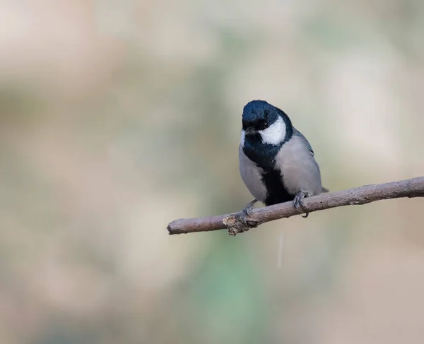 Beautiful Bird Cinereous Tit Forest — Stock Photo, Image