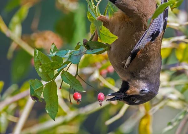Pájaro Está Comiendo Bayas Rojas Revés — Foto de Stock