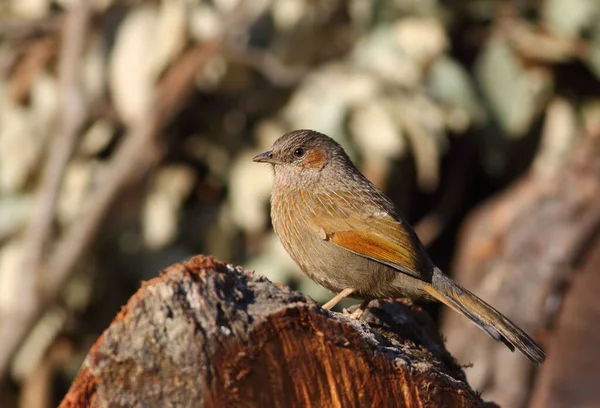 靠近一只坐在树桩上的可爱的小鸟 — 图库照片