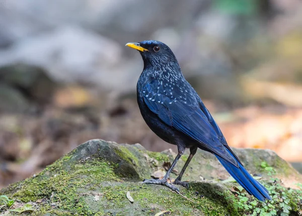 Pájaro Azul Común Myophonus Caeruleus Una Roca —  Fotos de Stock