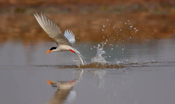 River Tern Hunting Wetland — Stock Photo, Image