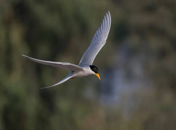 Whiskered Tern Chlidonias Hybrida Flying — Foto Stock