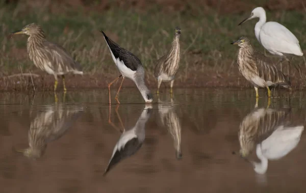 Различные Птицы Кормятся Воде — стоковое фото