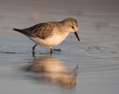 Gölde Küçük Stint (Calidris minute)