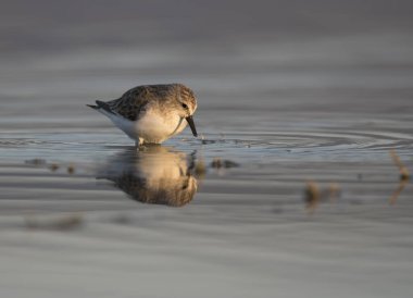 Gölde Küçük Stint (Calidris minute)