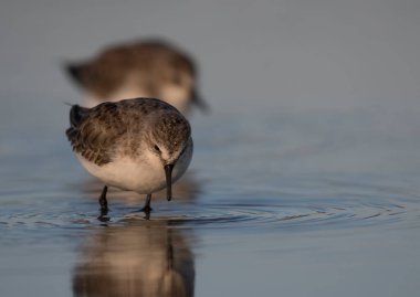 Gölde Küçük Stint (Calidris minute)