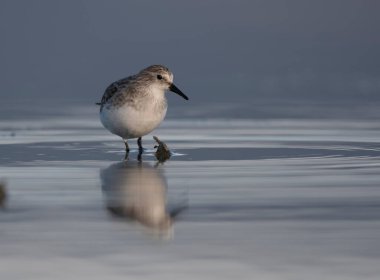 Gölde Küçük Stint (Calidris minute)