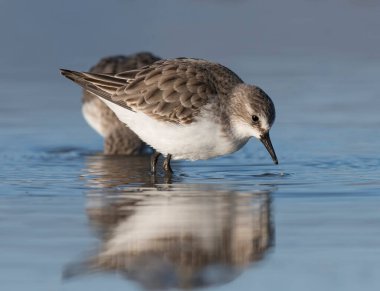 Gölde Küçük Stint (Calidris minute)