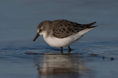 Gölde Küçük Stint (Calidris minute)