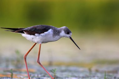 Black-winged stilt standing in a pond