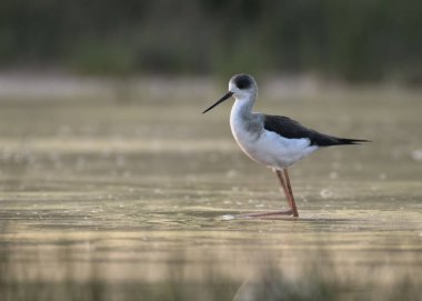 Black-winged stilt standing in a pond