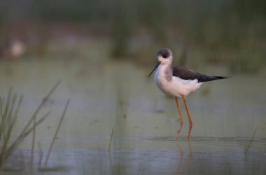 Black-winged stilt standing in a pond