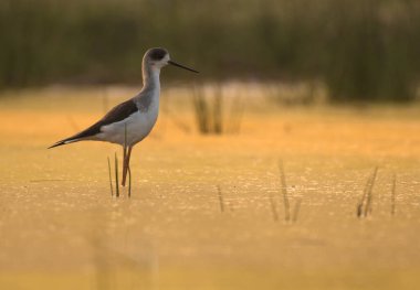 Black-winged stilt standing in a pond
