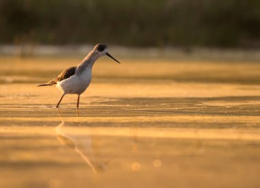 Black-winged stilt standing in a pond