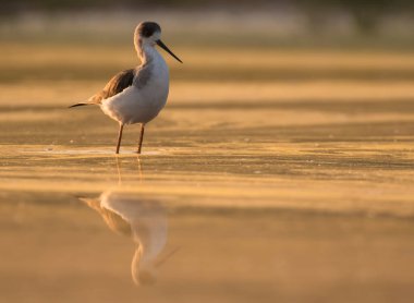 Black-winged stilt standing in a pond