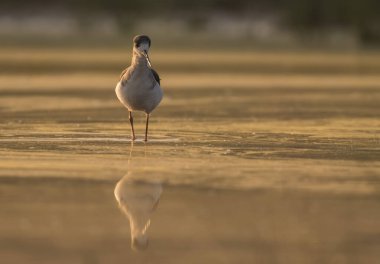Black-winged stilt standing in a pond