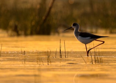 Black-winged stilt standing in a pond