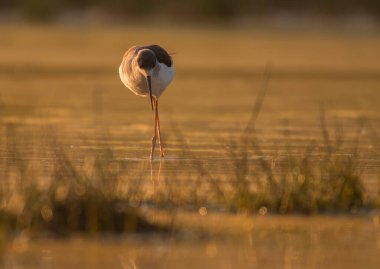 Black-winged stilt standing in a pond