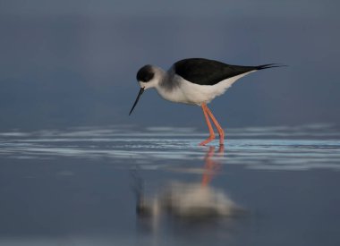 Black-winged stilt standing in a pond