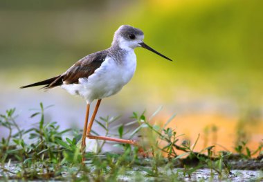 Kara kanatlı stilt, yaygın olarak bilinen adıyla stilt veya pied stilt (Himantopus himantopus)