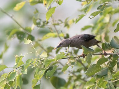Ağaçta kestane kuyruklu sığırcık 