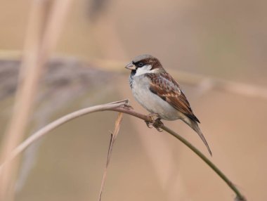 Bitkinin Üzerinde Serçe 
