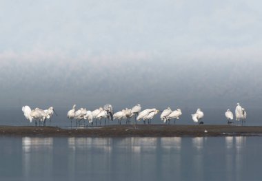 Göldeki Akbalıkçıl sürüsü 