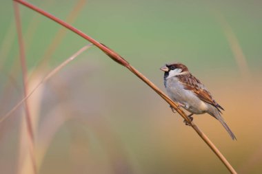 Bitkinin Üzerinde Serçe 