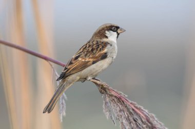 Bitkinin Üzerinde Serçe 