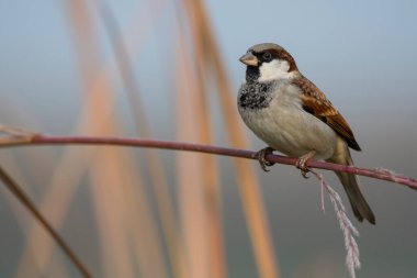 Bitkinin Üzerinde Serçe 