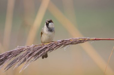 Bitkinin Üzerinde Serçe 