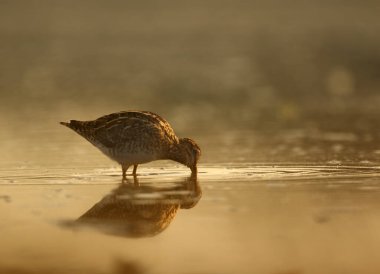 Common Snipe bird in water 
