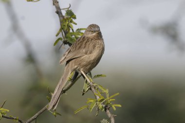 Bulanık arka planda, ağaç dalında oturan kuşun yakın plan görüntüsü