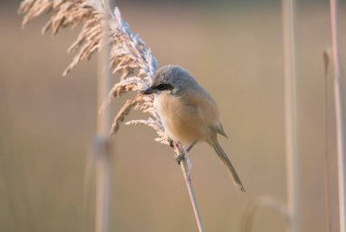 Sevimli küçük kuşun yakın görüntüsü