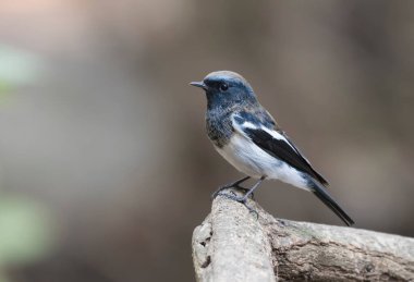 Mavi başlıklı, kırmızı uçlu kuş. 