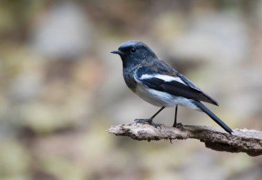 Mavi başlıklı, kırmızı uçlu kuş. 
